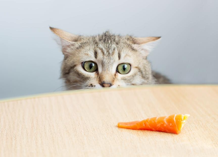 Can Cats Eat Salmon Is Salmon Good for Cats PetMD